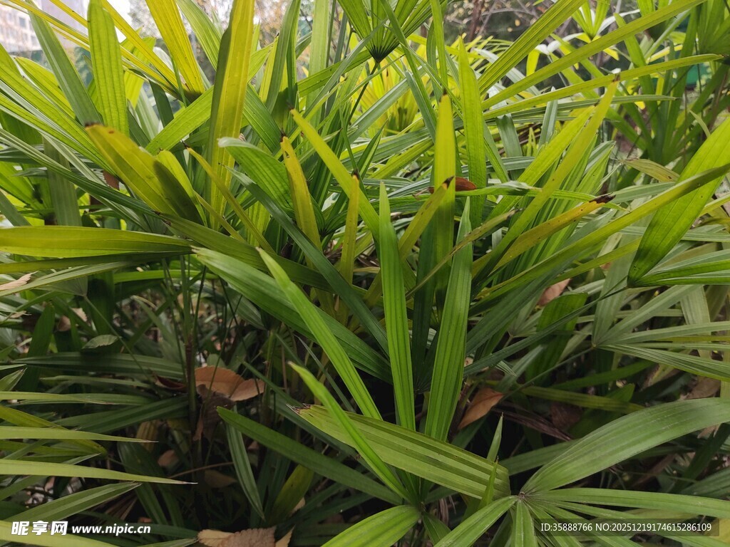 翠绿丛生的阔叶植物