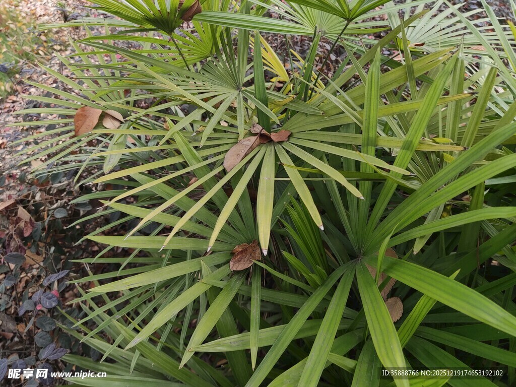 翠绿舒展的针状植物叶片