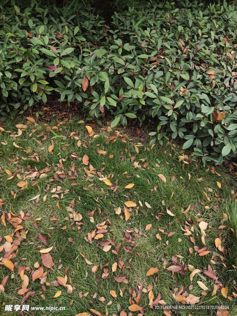 秋日草地与落叶绿植景观