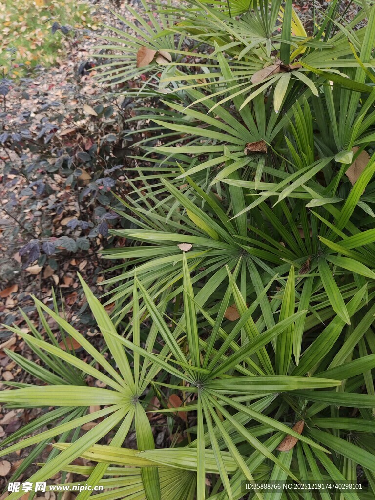 翠绿蒲葵叶自然清新景