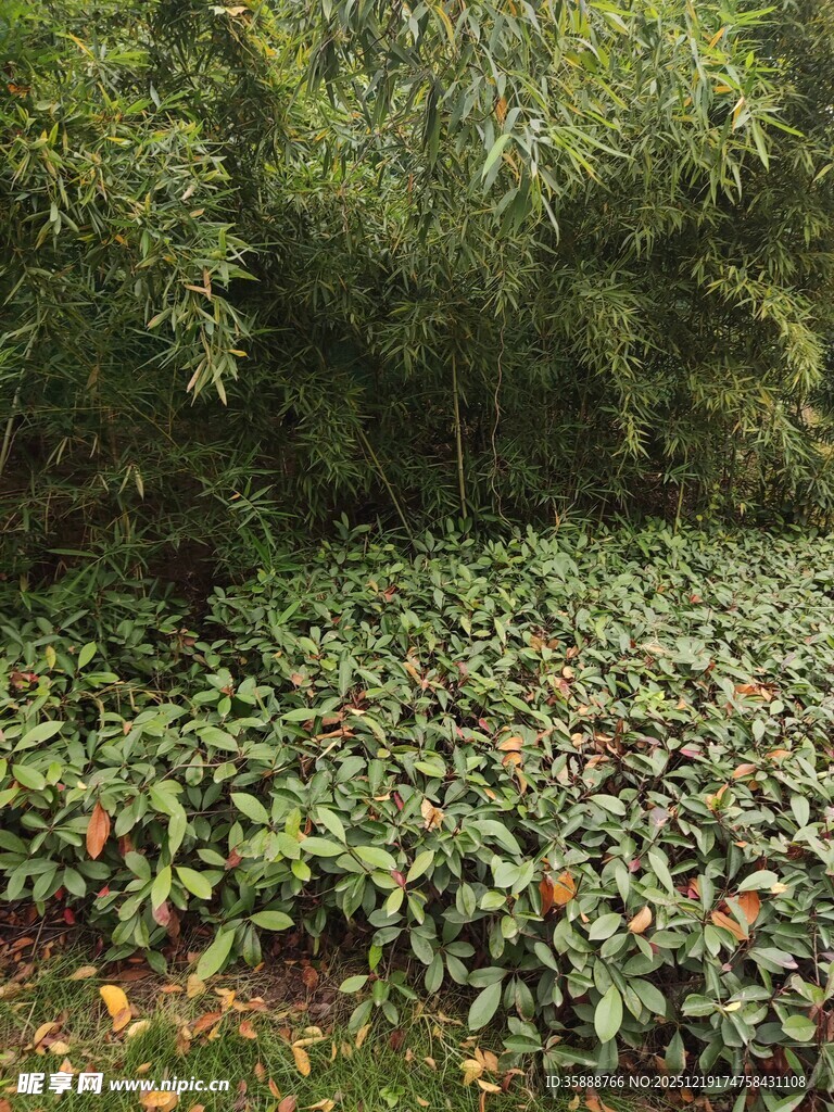 茂密绿植覆盖的林间空地