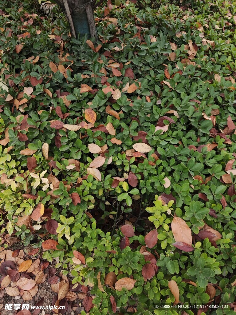 地面的绿植与落叶景象