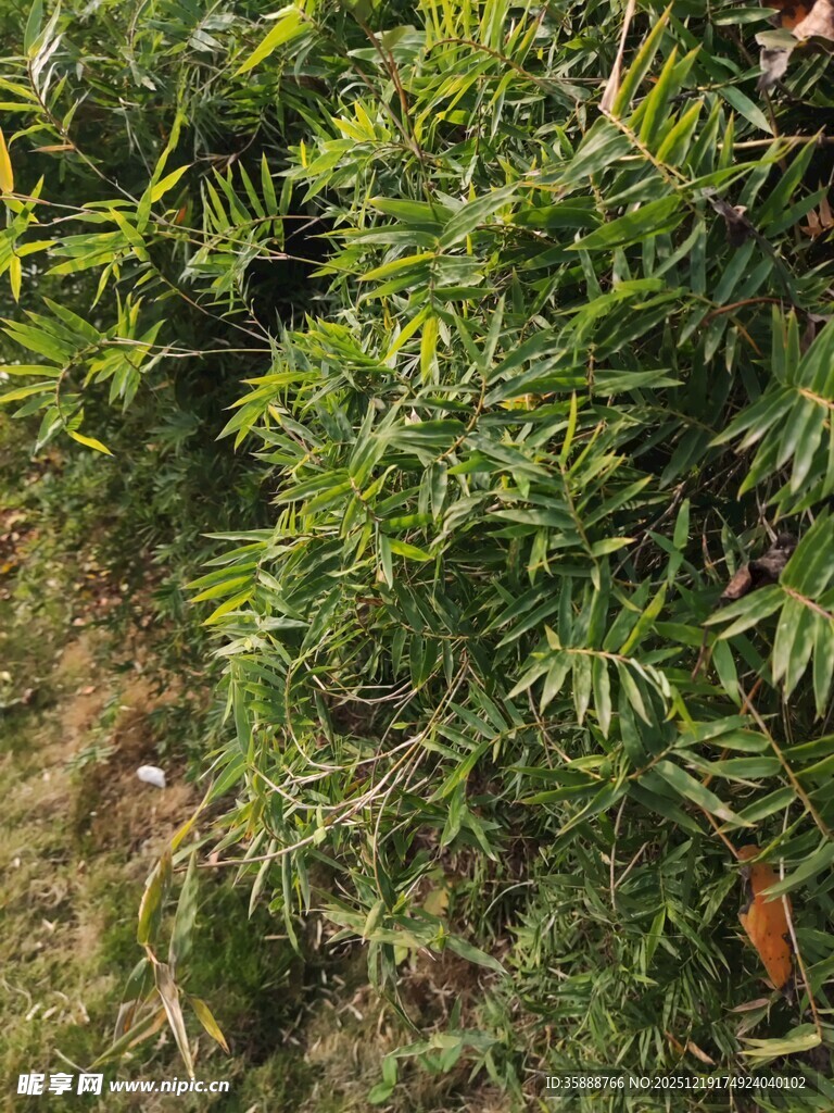 翠绿繁茂的竹林景象