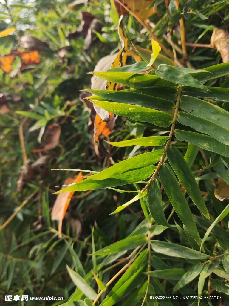 翠绿植物间的多彩叶片