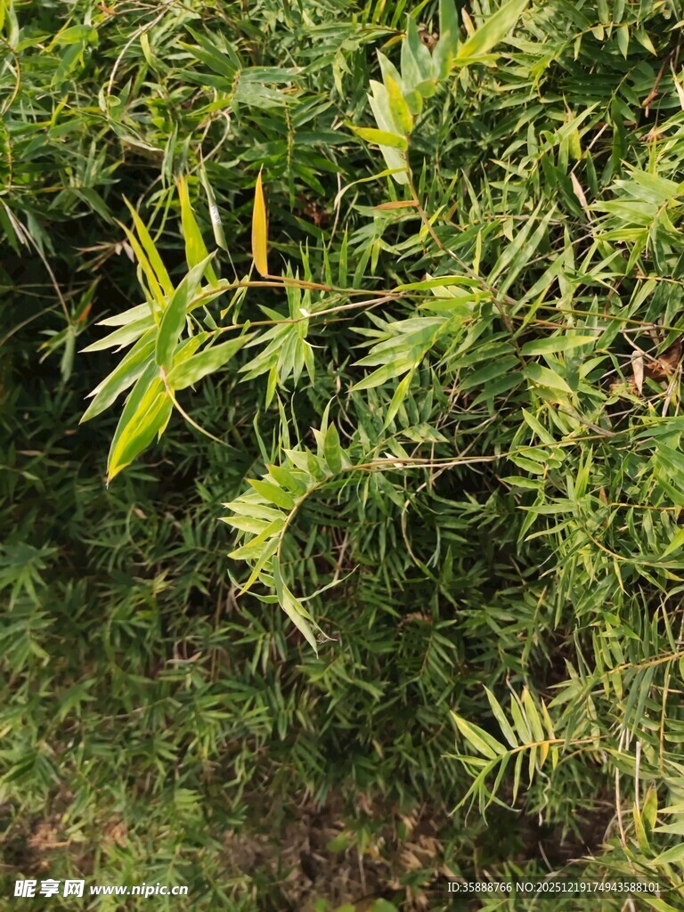 翠绿繁茂的竹林景象