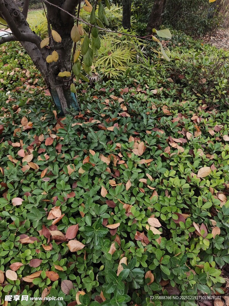 林间落叶覆盖的地面景象