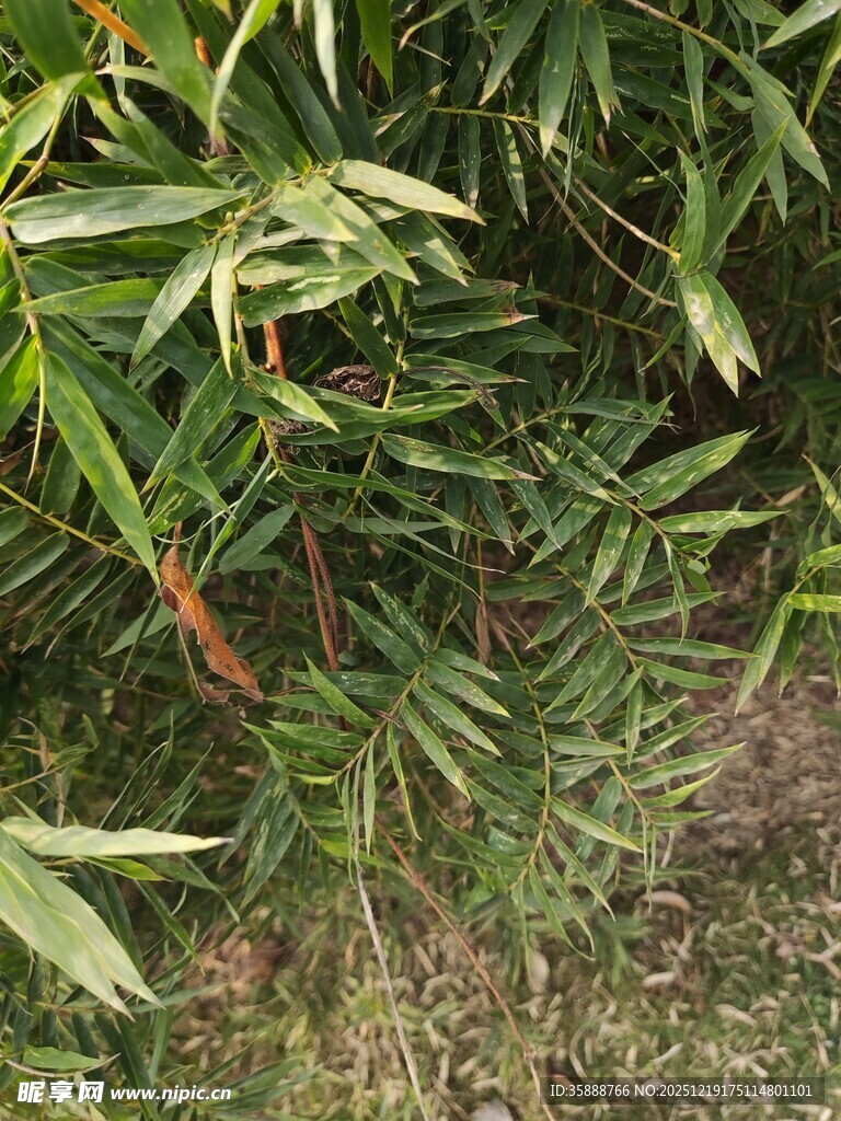 翠绿竹叶丛生景象