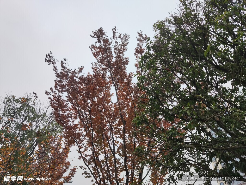 秋日多彩树木景致