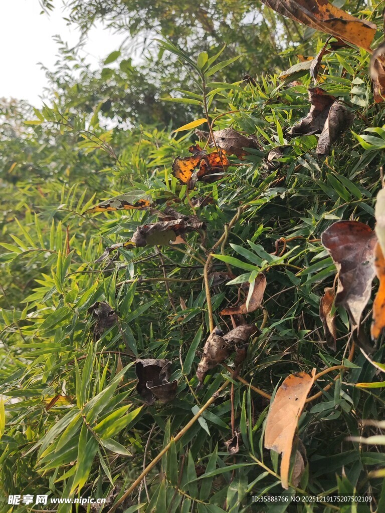 茂密绿植中的多彩叶片