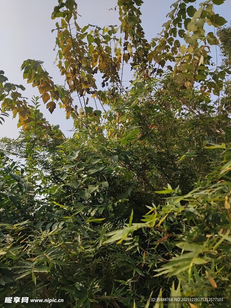 繁茂绿植枝叶葱茏