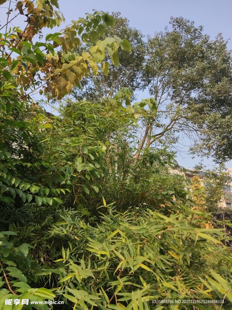 繁茂绿植自然绿意景象