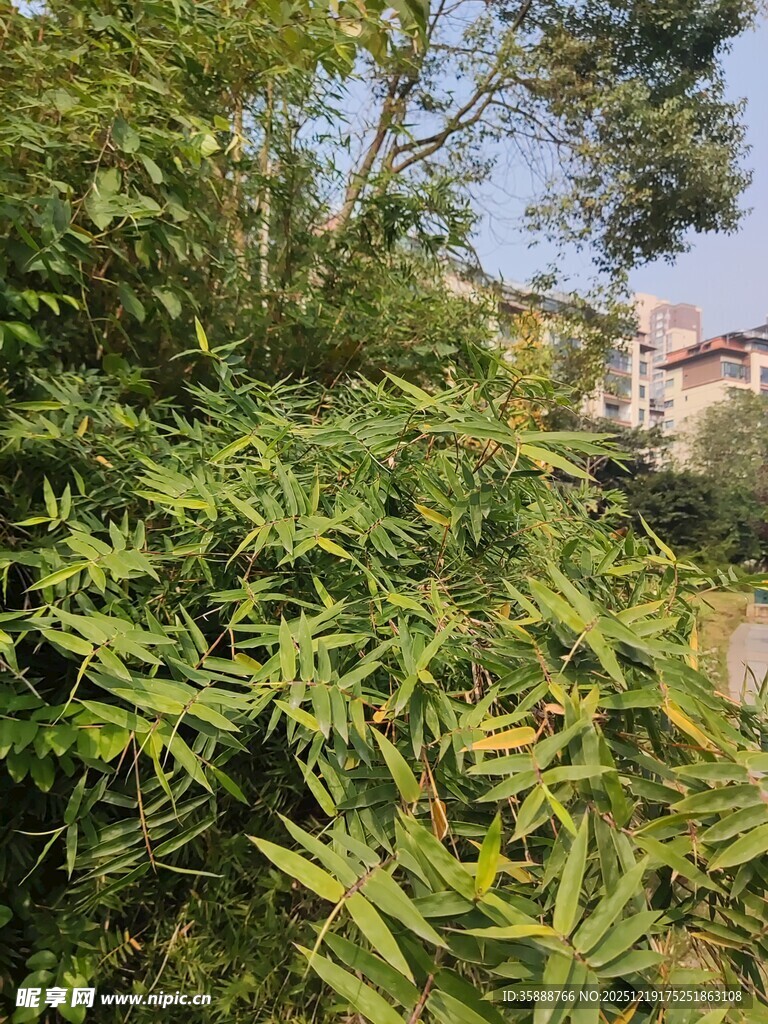 翠绿繁茂的竹林景观