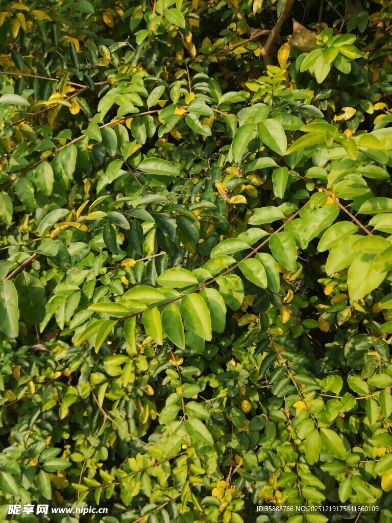 茂密翠绿的植物叶片