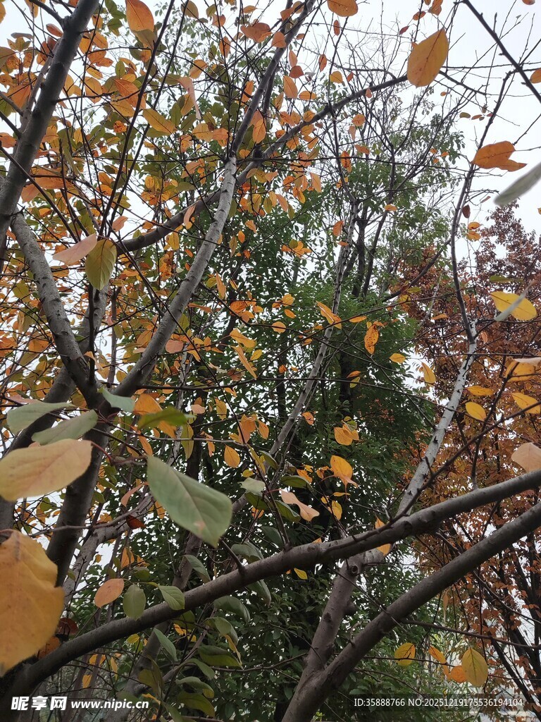 秋日斑斓树叶景观