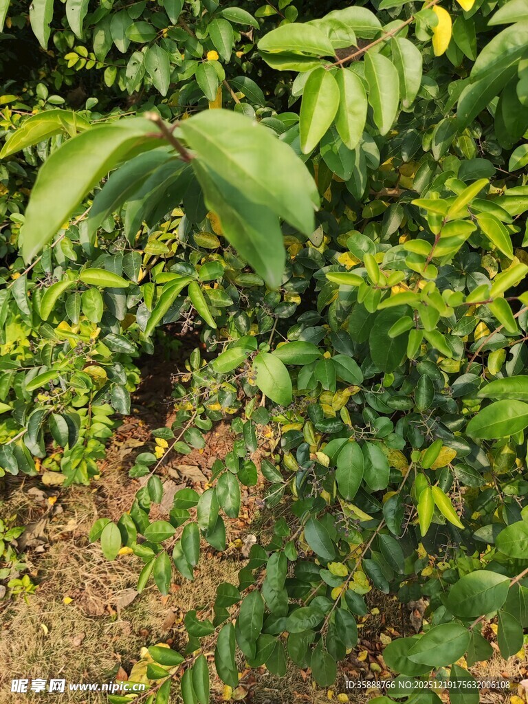 繁茂绿植生机勃勃的景象