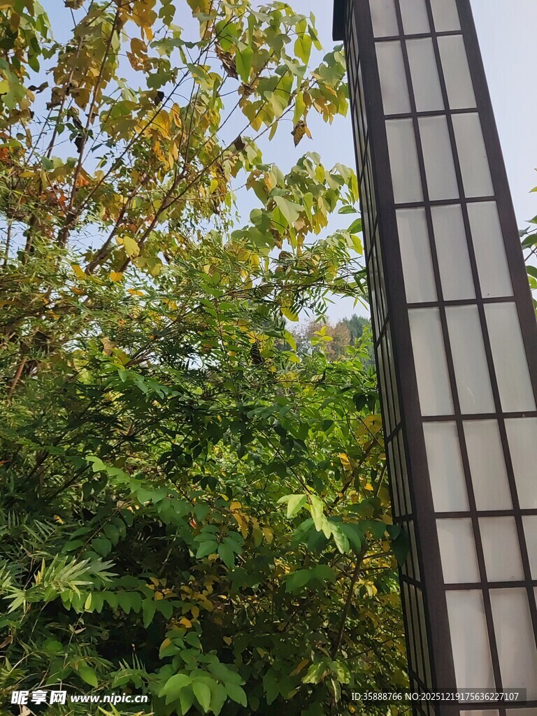 窗边绿植景致
