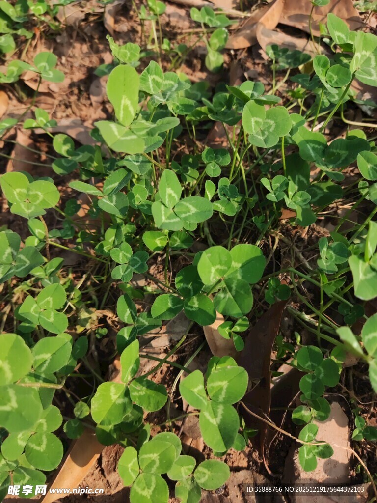 地面上的翠绿三叶草