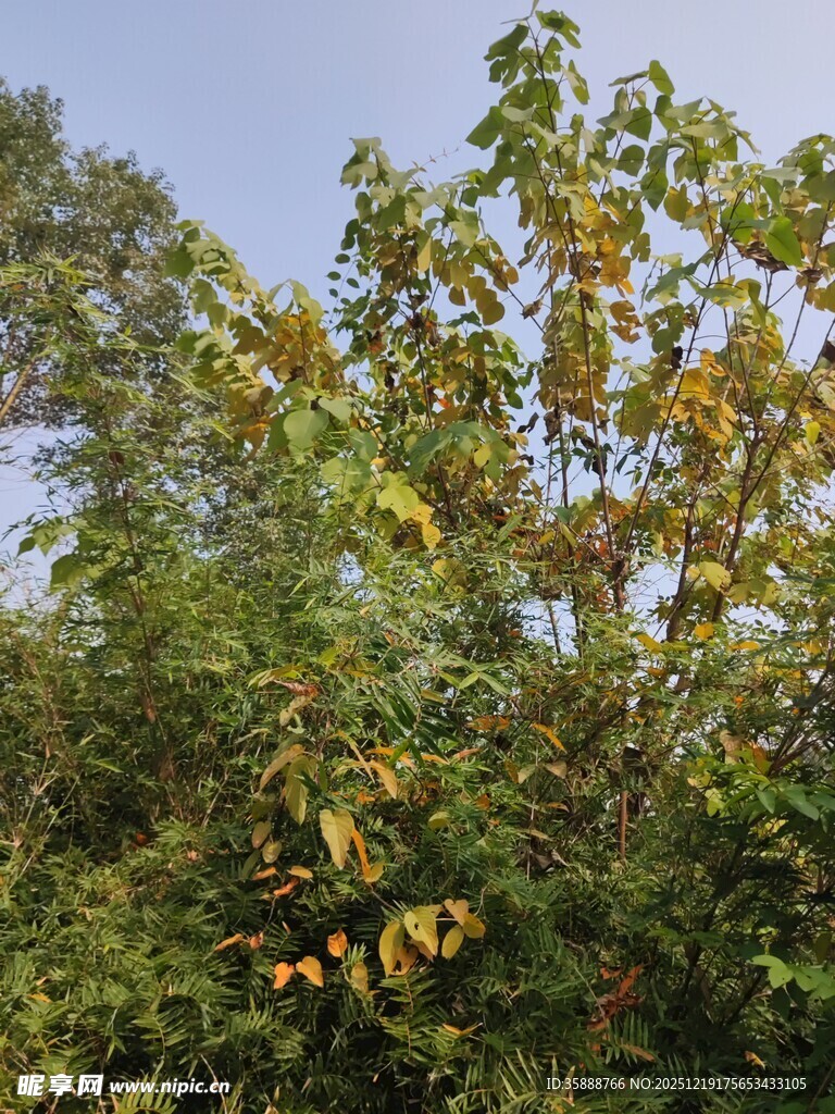 秋日繁茂树木景观