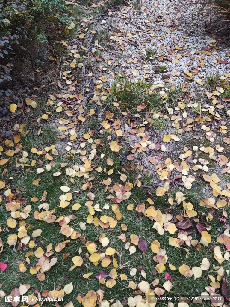 落叶铺地的自然小路