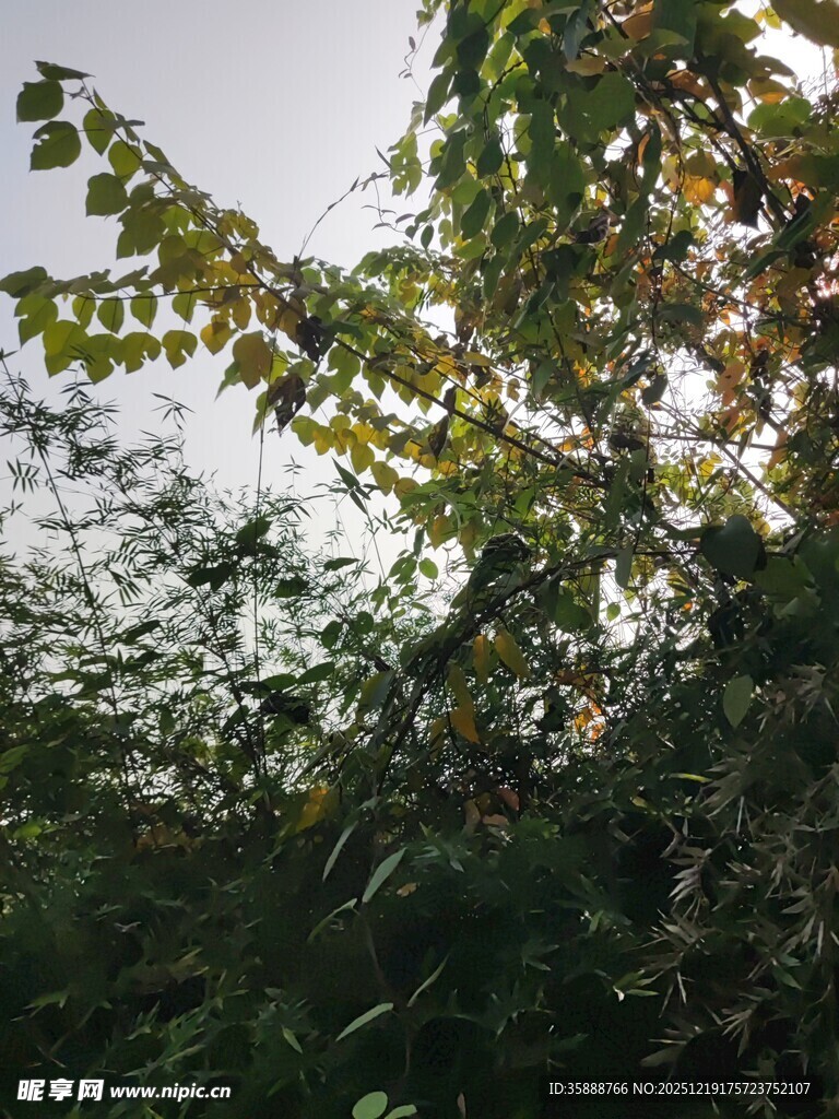 枝叶繁茂的绿意景象