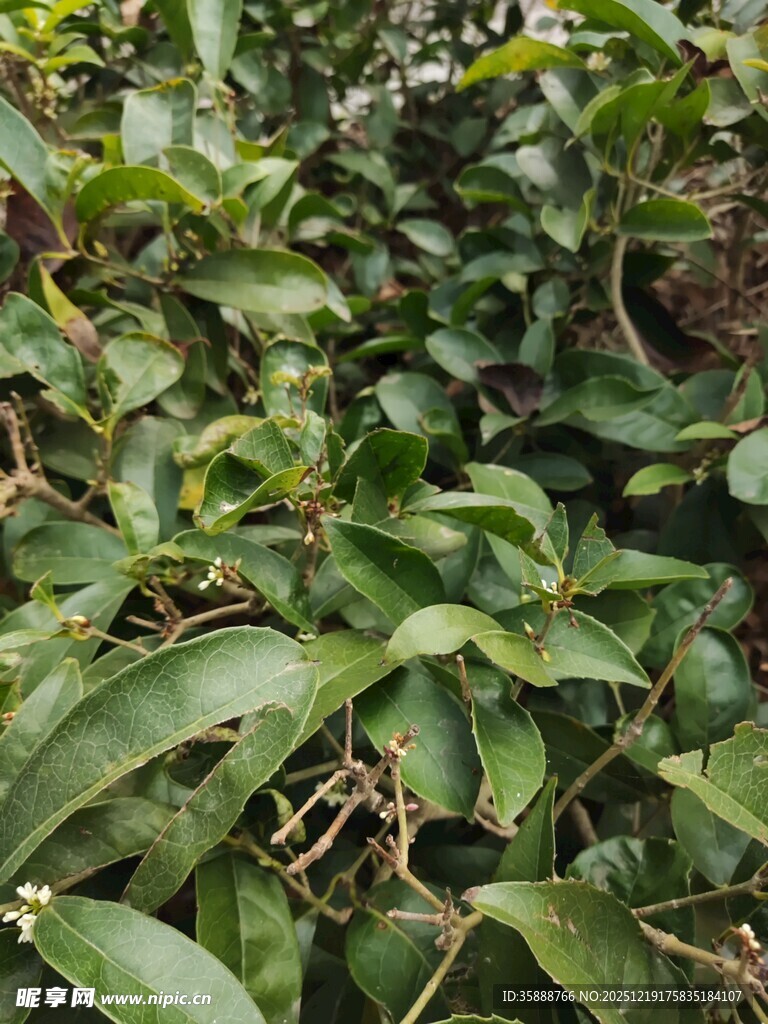 繁茂绿植特写