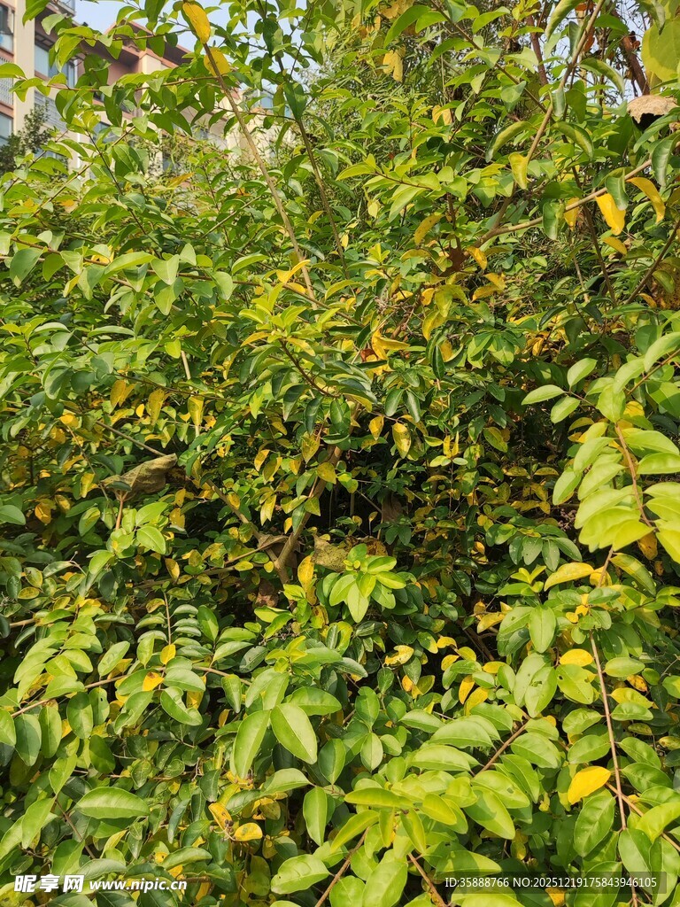 繁茂绿叶间的累累果实