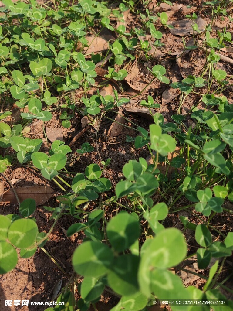 嫩绿幼苗生长在土地上