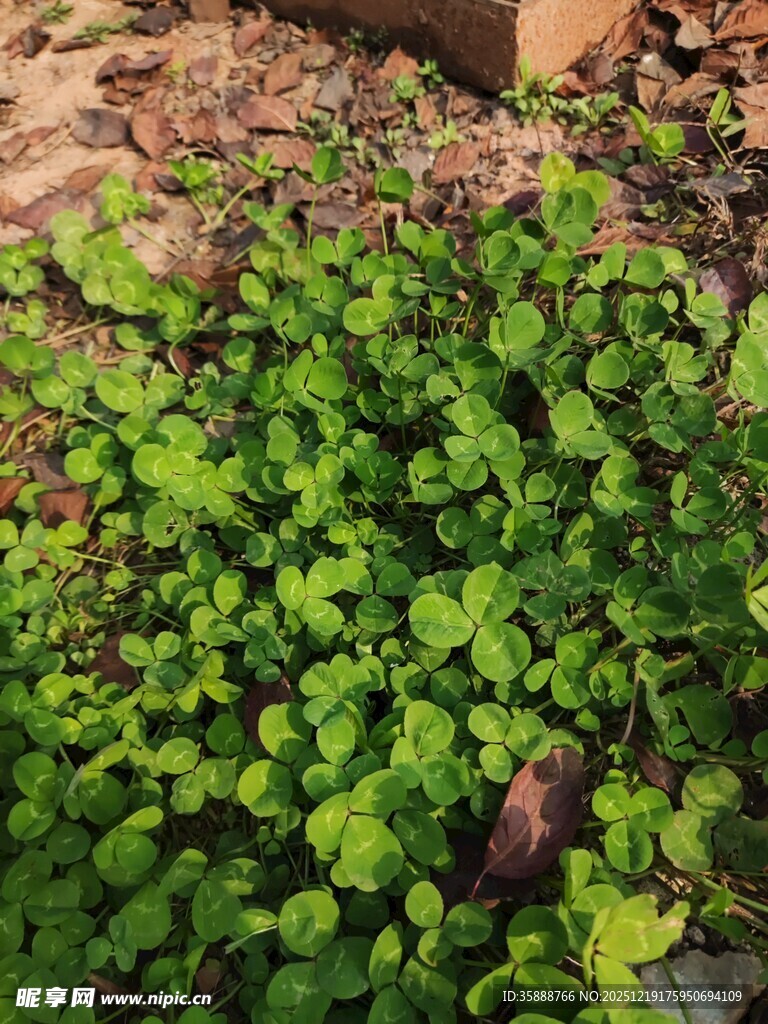 翠绿三叶草覆盖地面