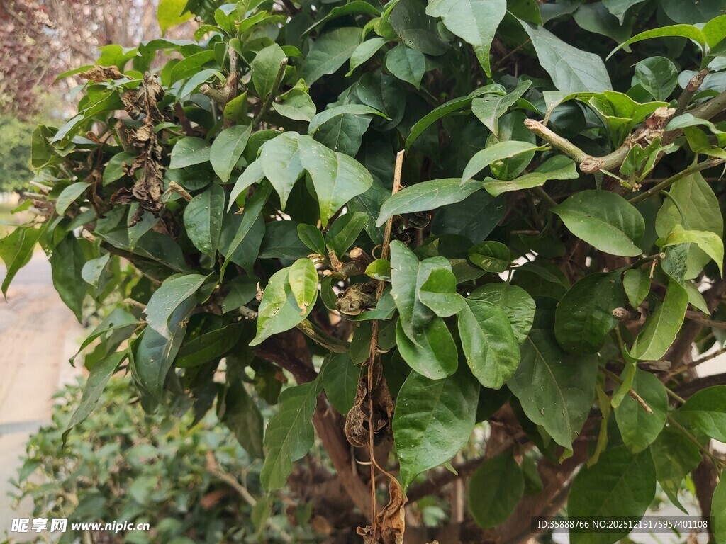 绿叶繁茂的绿植