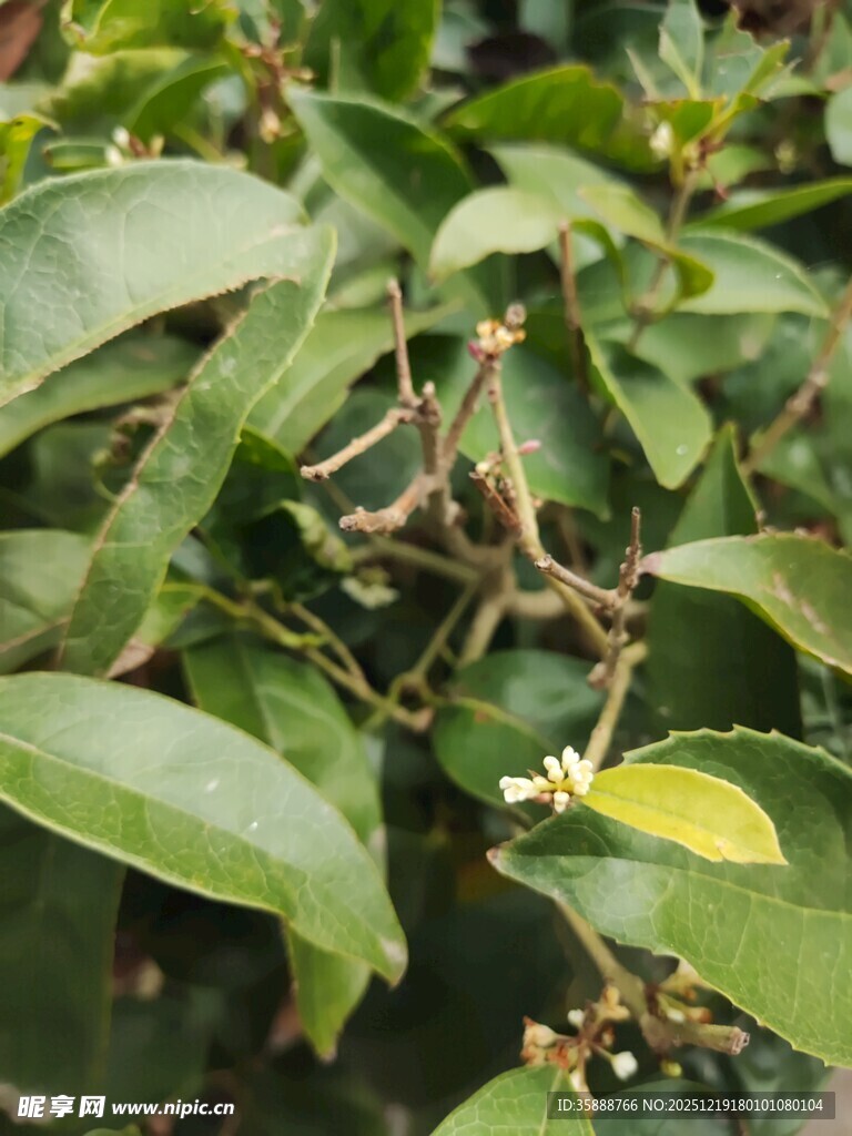 绿叶间的细小花朵