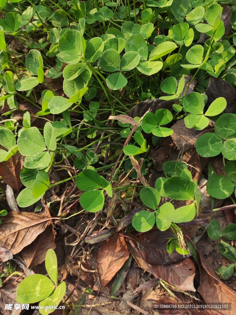 地面嫩绿植物与枯叶