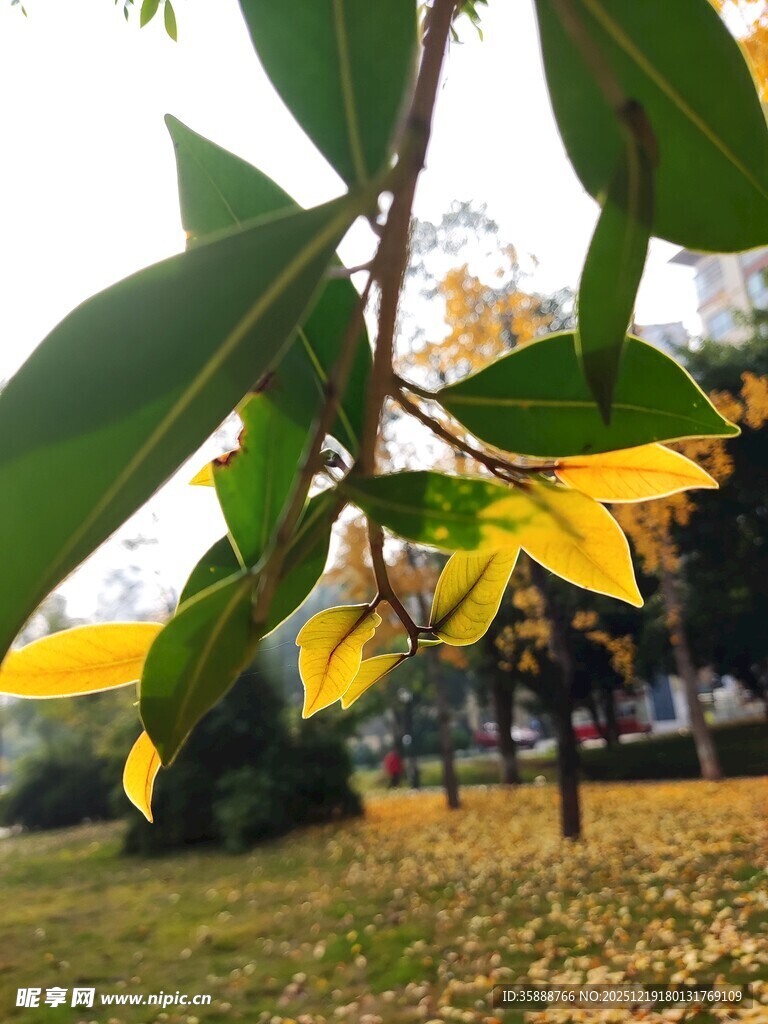 秋日枝头黄绿相间树叶