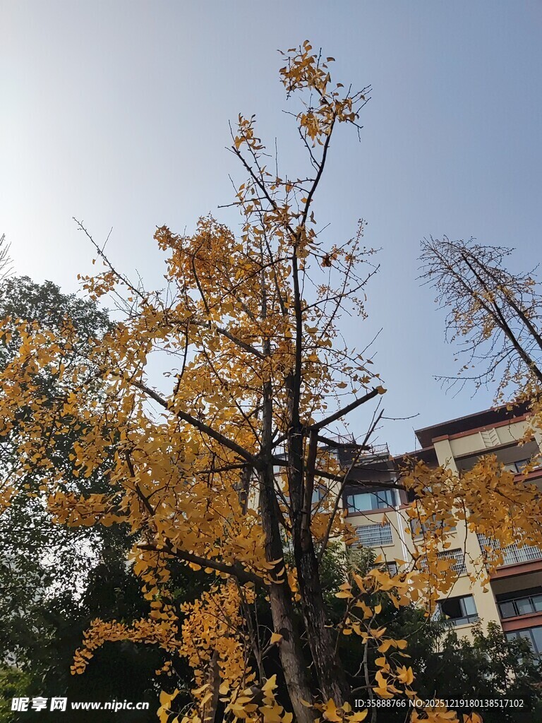 秋日银杏与楼宇景致