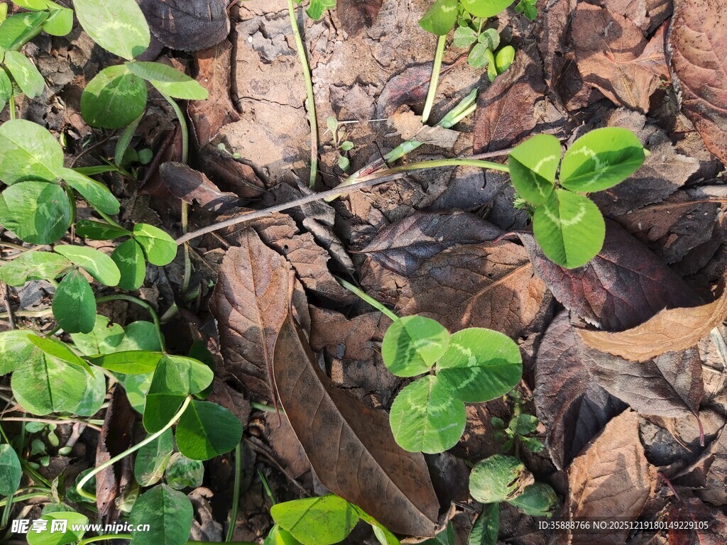 绿叶与枯叶交织的景象
