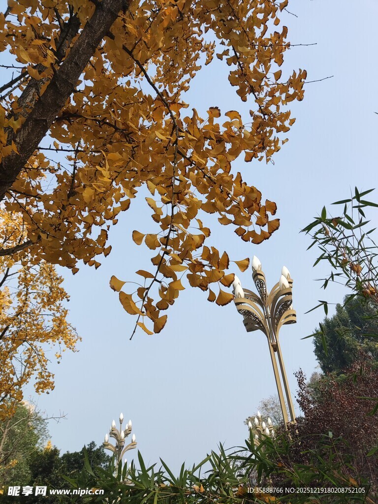 秋日银杏树枝叶蓝天景象