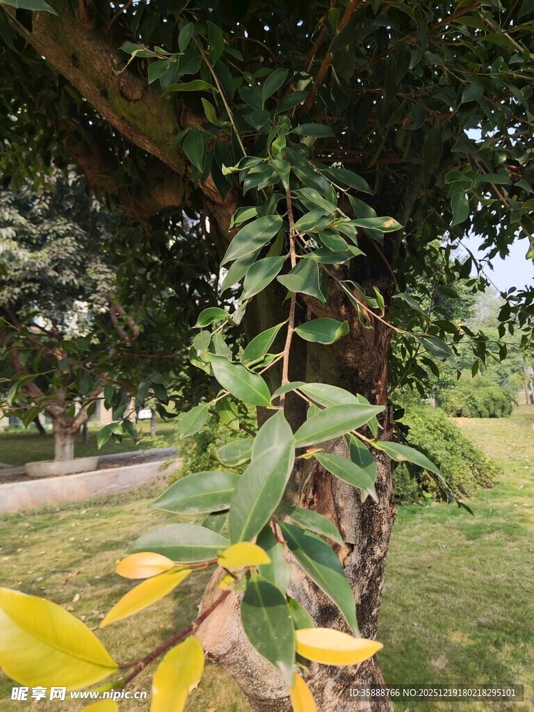 藤蔓缠绕树干的自然景象