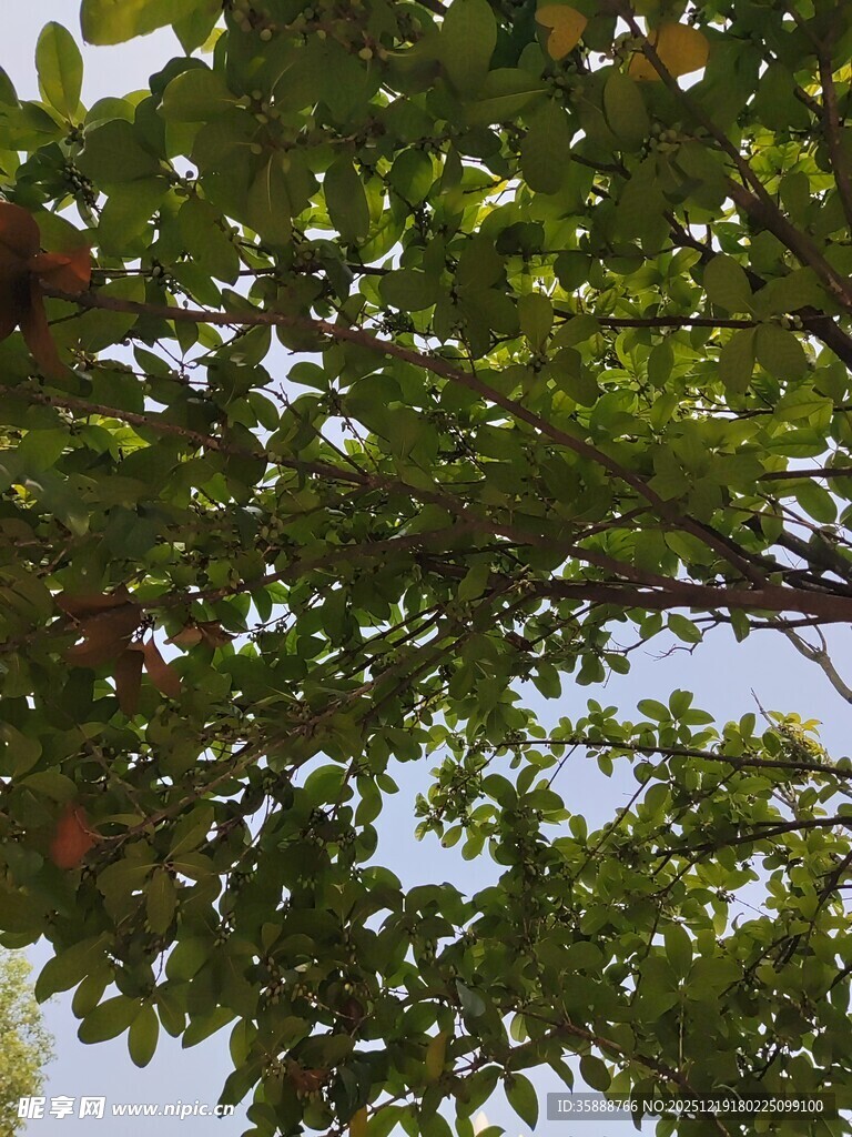 枝叶繁茂的绿树景观