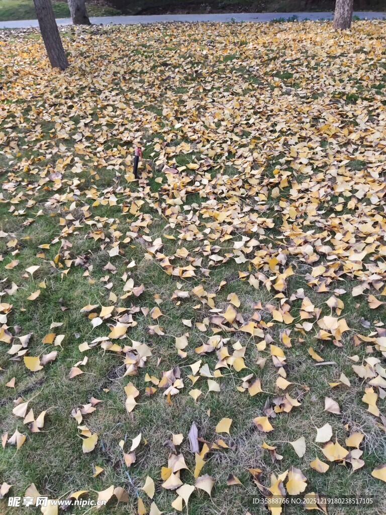 秋日落叶铺满草地