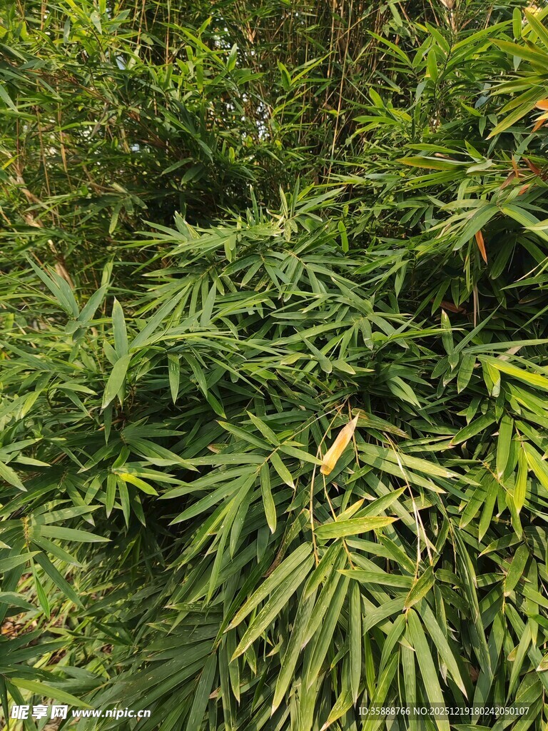 茂密绿色植物景观