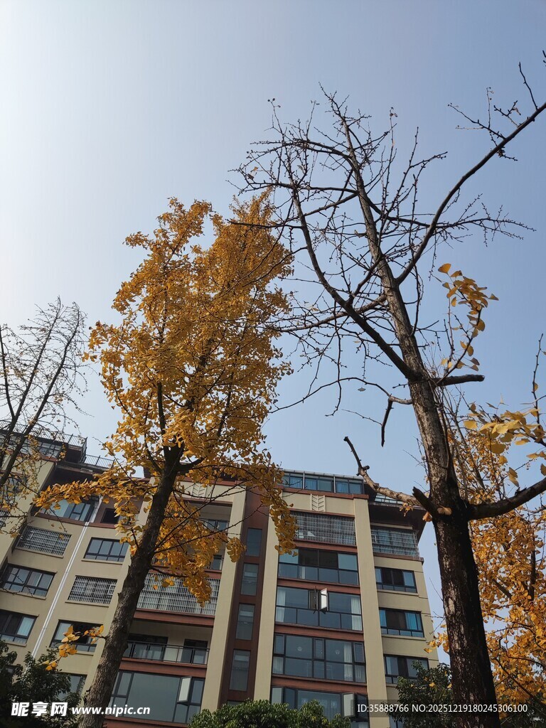 秋日银杏映高楼