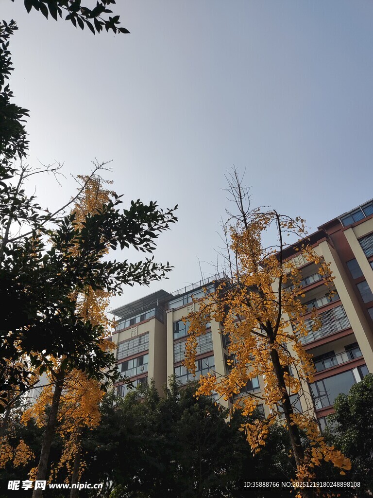 秋日校园建筑与金黄树木