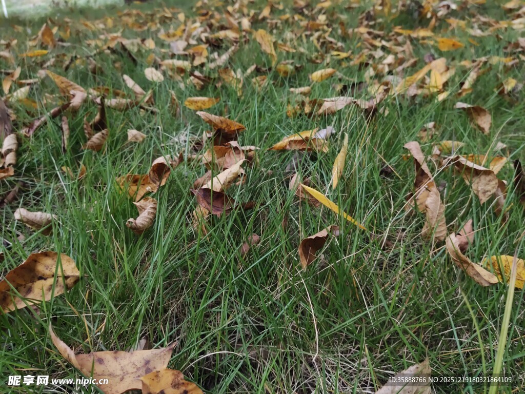 草地落叶秋景