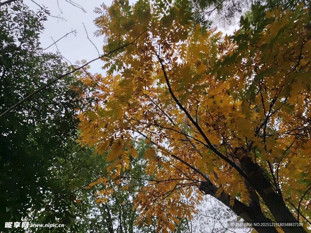 秋日金黄树叶的树梢景致