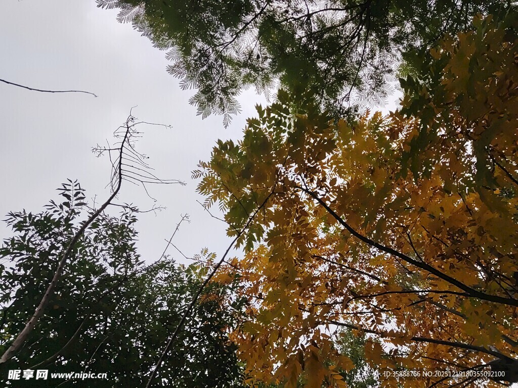 秋日树梢间的多彩景致