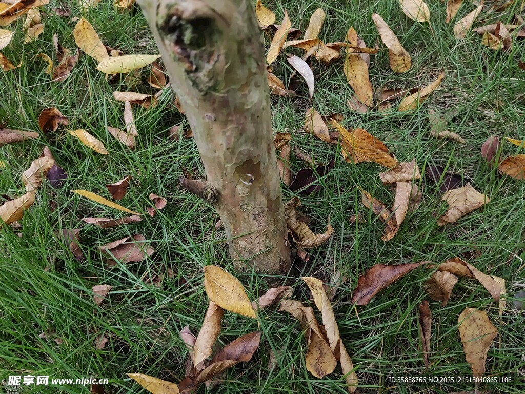 树干旁的落叶景象