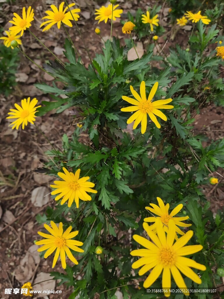 黄色小花绽放于绿地间