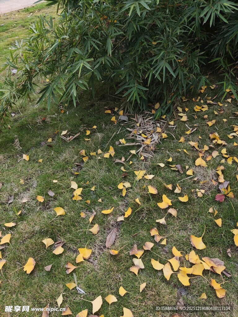 落叶铺地的静谧户外景象