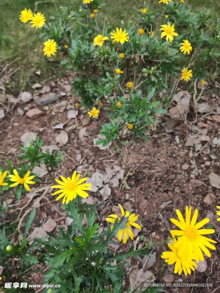 黄色小花绽放于碎石间