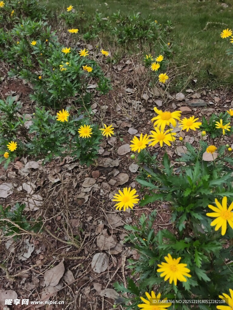 草地中的黄色小花绽放