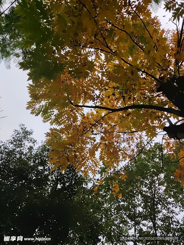 秋日树梢斑斓树叶景致